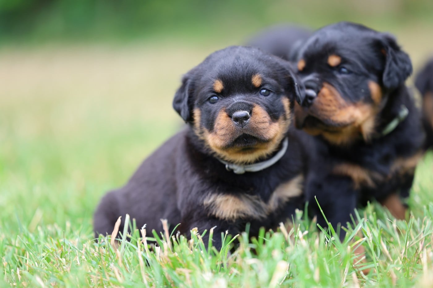 Rottweiler - Von Schwarzer Beschützer