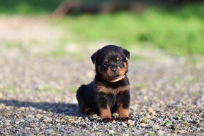 Les chiots de Rottweiler