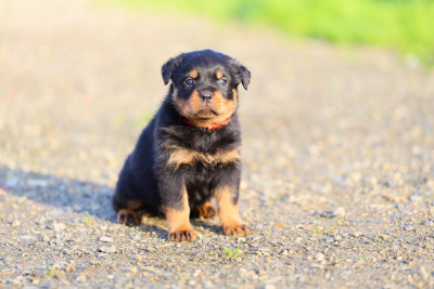 Les chiots de Rottweiler