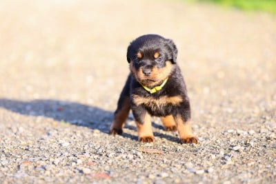 Les chiots de Rottweiler