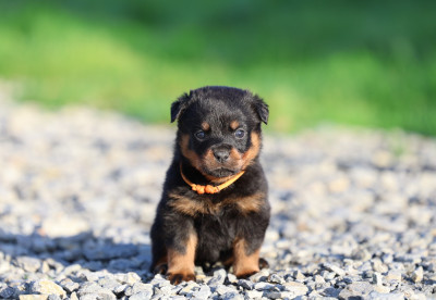Les chiots de Rottweiler
