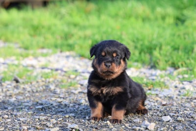 Les chiots de Rottweiler