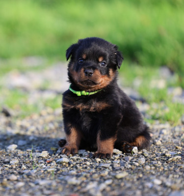 Les chiots de Rottweiler