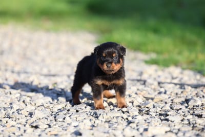 Les chiots de Rottweiler