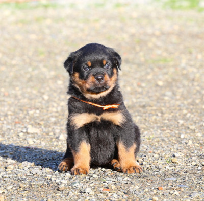Les chiots de Rottweiler