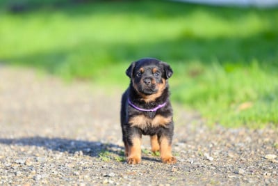 Les chiots de Rottweiler