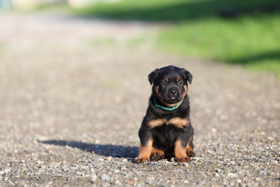 Les chiots de Rottweiler