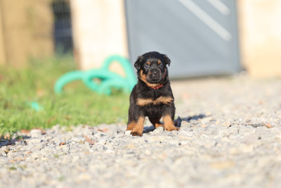 Les chiots de Rottweiler