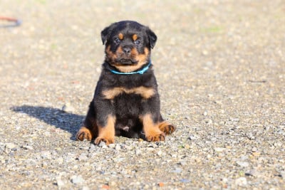 Les chiots de Rottweiler