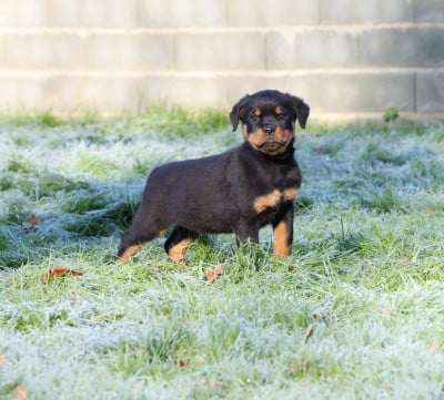 Les chiots de Rottweiler