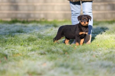 Les chiots de Rottweiler