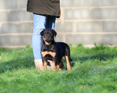 Les chiots de Rottweiler