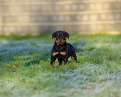 Les chiots de Rottweiler