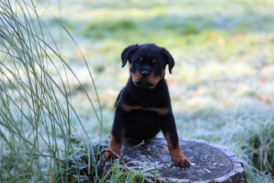 Les chiots de Rottweiler