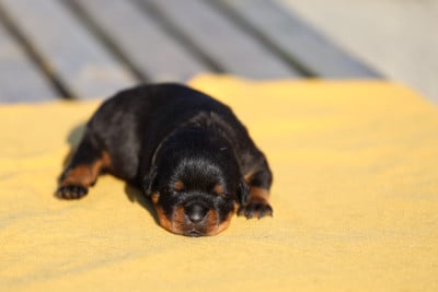 Les chiots de Rottweiler