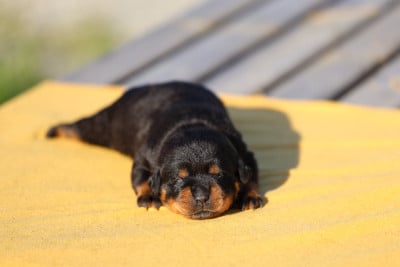 Les chiots de Rottweiler