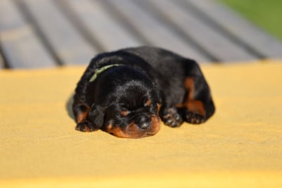 Les chiots de Rottweiler