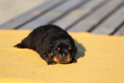 Les chiots de Rottweiler