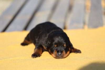 Les chiots de Rottweiler