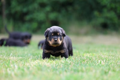 Les chiots de Rottweiler