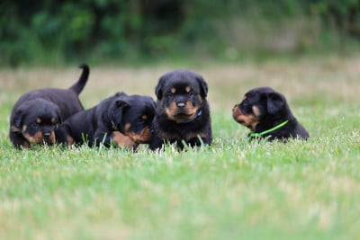 Les chiots de Rottweiler