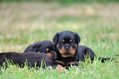 Les chiots de Rottweiler