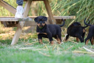 Les chiots de Rottweiler