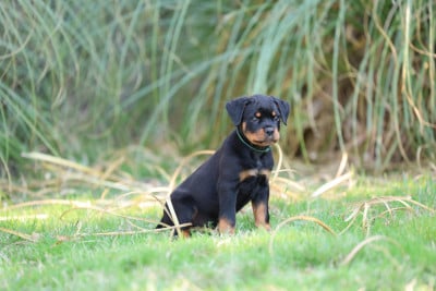 Les chiots de Rottweiler