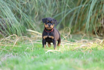 Les chiots de Rottweiler