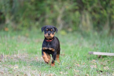 Les chiots de Rottweiler