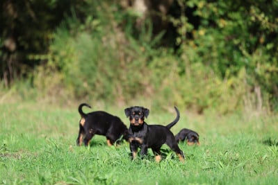 Les chiots de Rottweiler