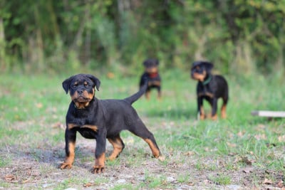 Les chiots de Rottweiler