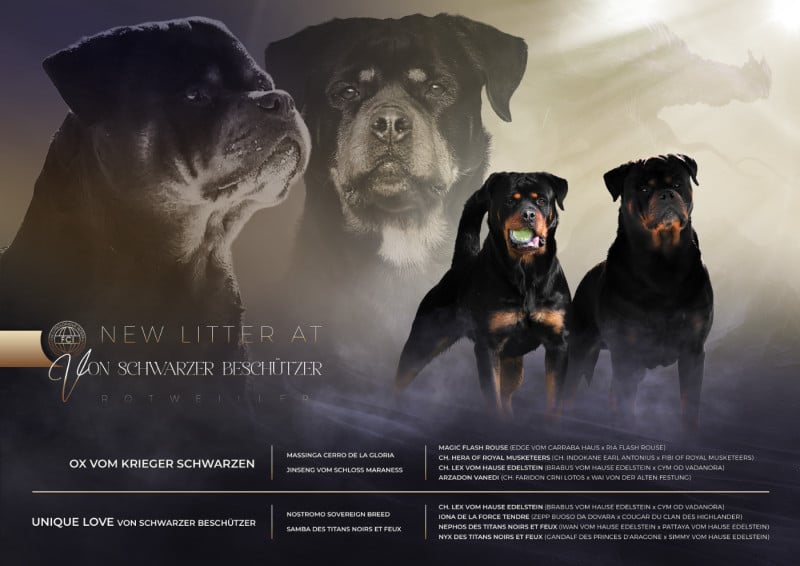 Rottweiler - Von Schwarzer Beschützer