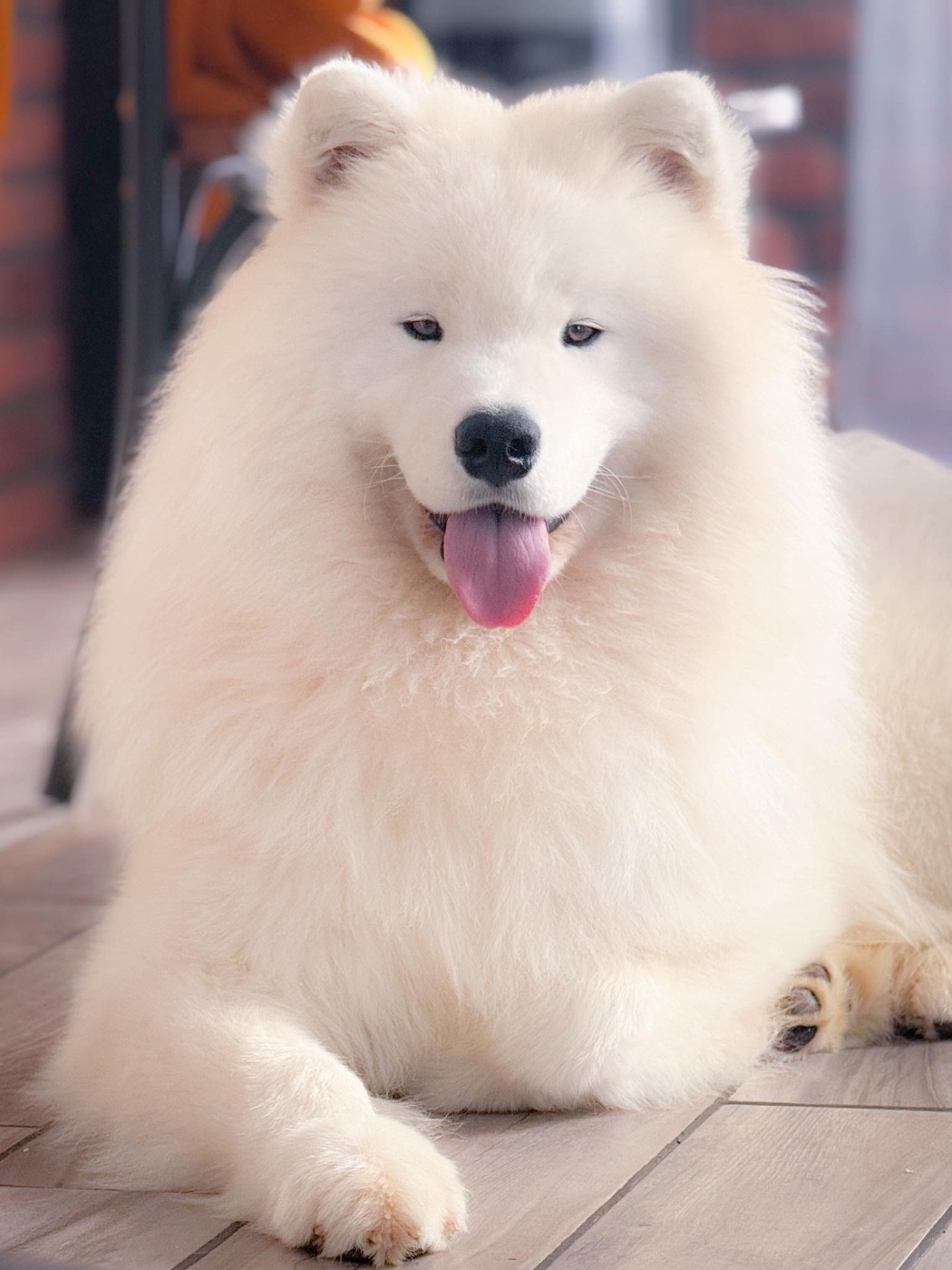 klajokliu suo Joy of victory