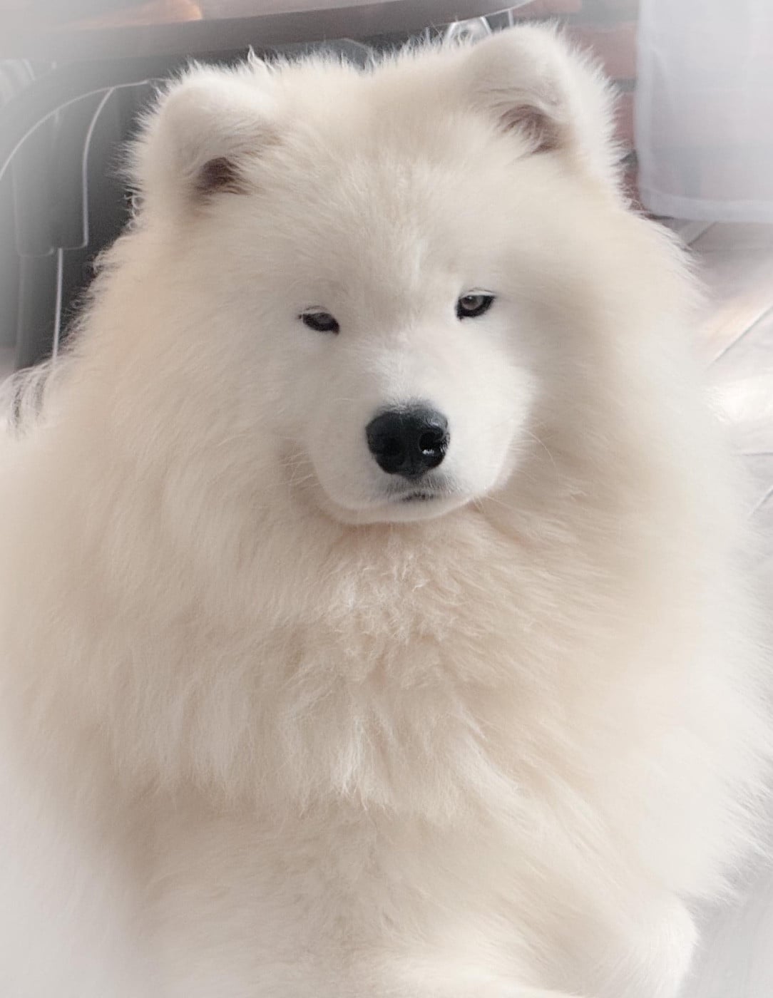 klajokliu suo Joy of victory