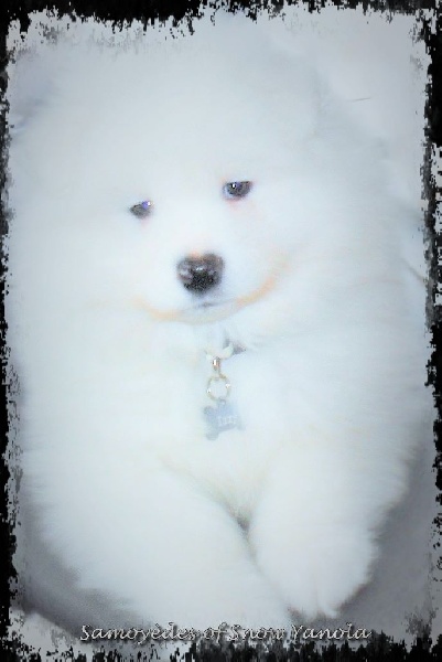 Publication : of Snow Yanola Auteur : Samoyedes of Snow Yanola