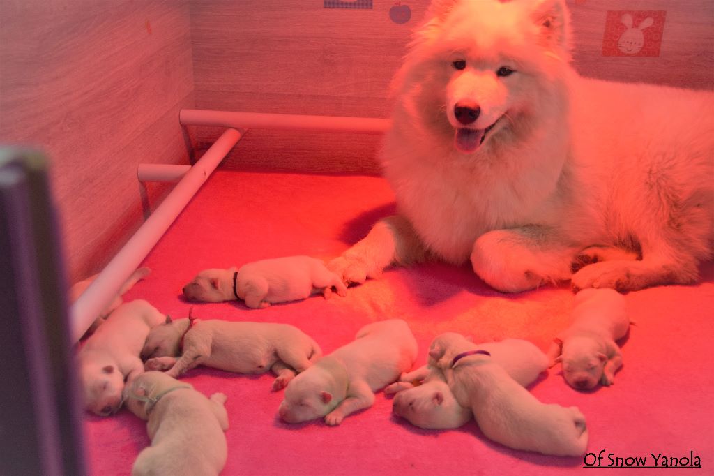 Photo Elevage Familial Chiens Samoyedes Of Snow Yanola Eleveur De Chiens Samoyede De Qualite En France