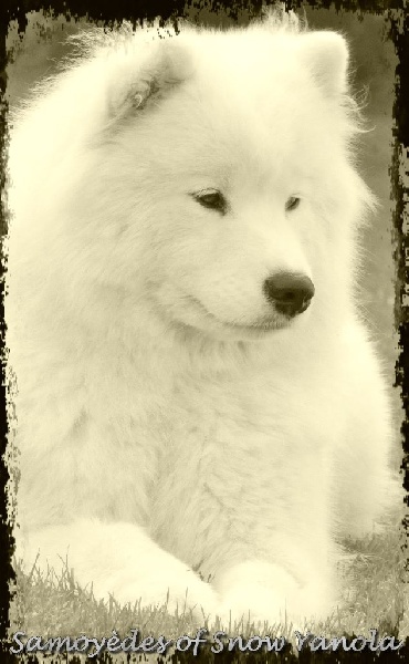 Publication : of Snow Yanola Auteur : Samoyedes of Snow Yanola