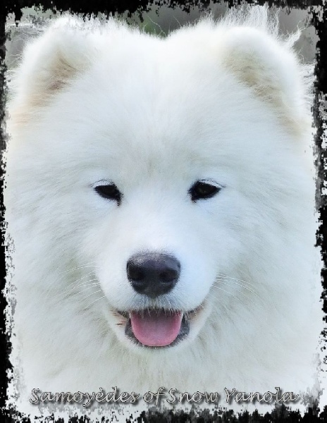 Publication : of Snow Yanola Auteur : Samoyedes of Snow Yanola