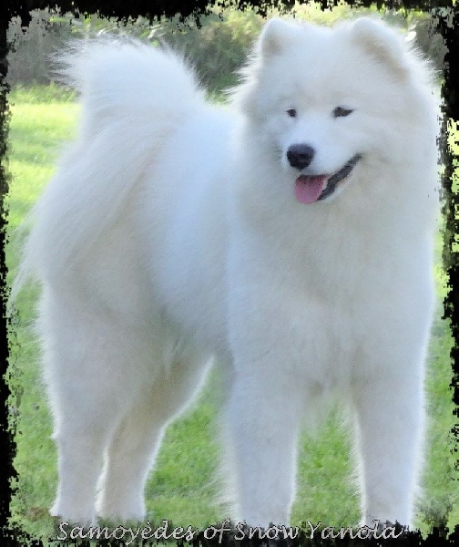 Publication : of Snow Yanola Auteur : Samoyedes of Snow Yanola
