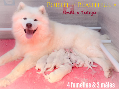 Chiot N°2 - Samoyède