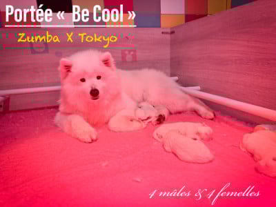 Les chiots de Samoyède