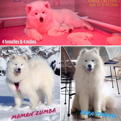 Les chiots de Samoyède