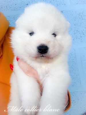 Les chiots de Samoyède