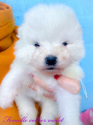 Les chiots de Samoyède