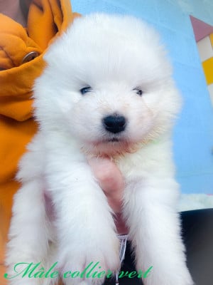 Les chiots de Samoyède