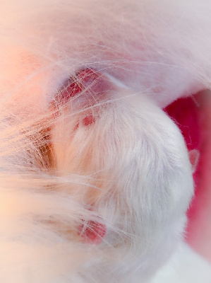 Les chiots de Samoyède