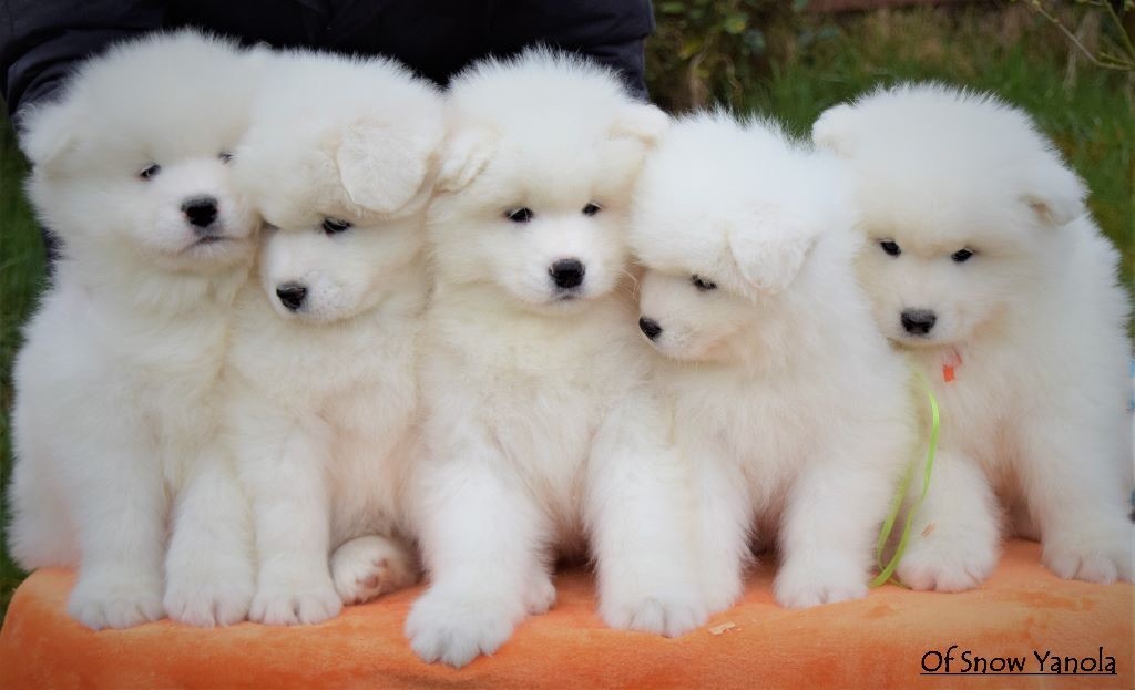 Accueil Elevage Familial Chiens Samoyedes Of Snow Yanola