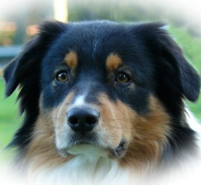 Publication : cherokees of the moonlight