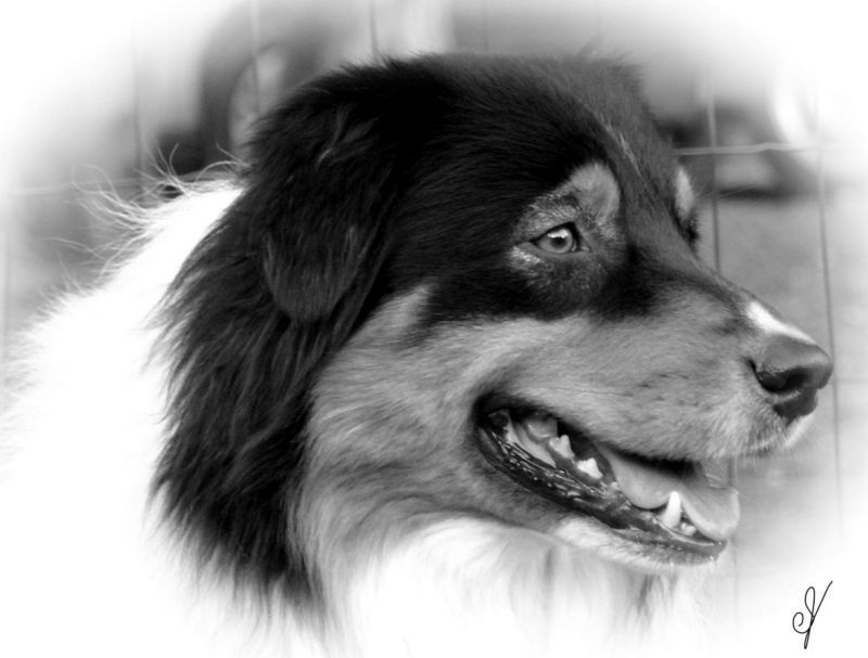 Publication : cherokees of the moonlight